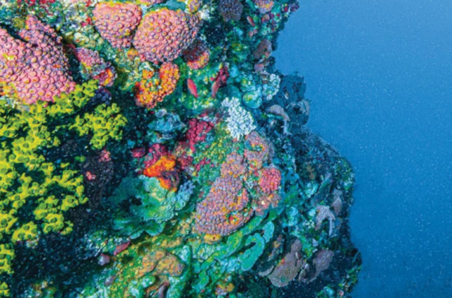 Ocean floor with rocks and coral