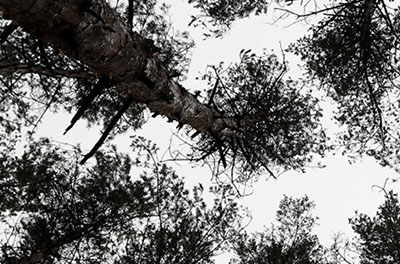 Graphic image of tree tops in a forest