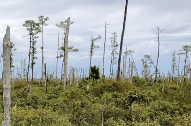 Ghost forest panorama in coastal North Carolina.