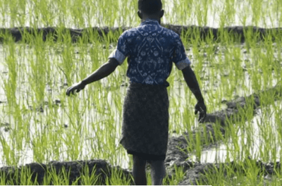 A farmer walks through a rice paddy in India’s northeastern state of Assam.