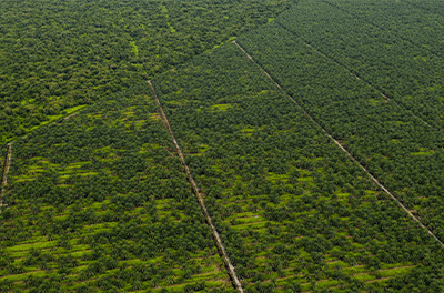 A large plantation of palm trees, which produce palm oil, borders an undrained peat forest in Simunjan in the Sarawak region of Malaysia.