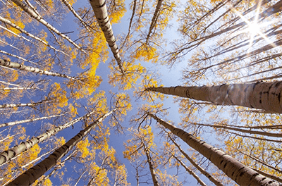 View looking up from the middle of a forest