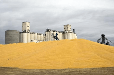 Graphic image of a surplus of corn Surplus corn piled outside a farmer’s co-op storage facility